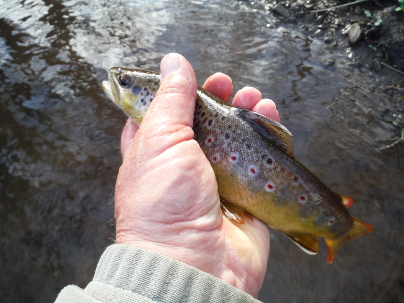 First Forest trout of the year